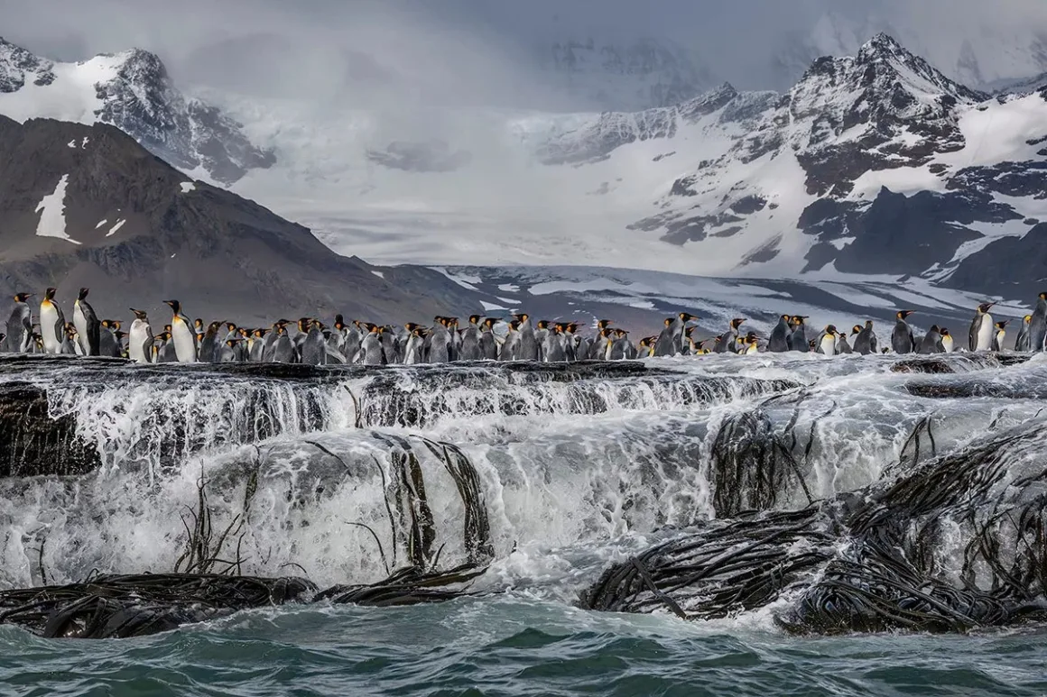 2026 European Photography Awards: Dünyayı Görmenin Farklı Yolları 24 Büyük bir kral penguen grubu, arka planda karla kaplı dağlar görünürken bir şelalenin üzerindeki kayalık çıkıntıda duruyor.