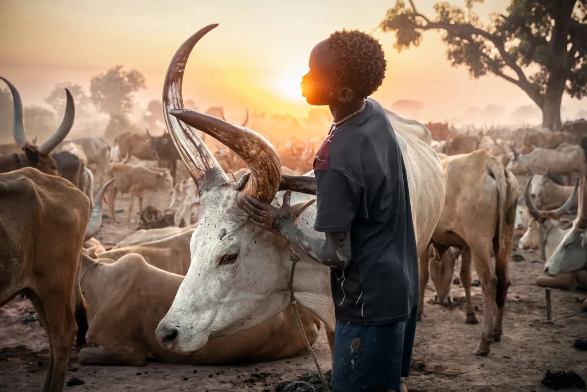 2026 European Photography Awards: Dünyayı Görmenin Farklı Yolları 25 Genç bir çocuk gün batımında tozlu bir arazide duruyor ve beyaz bir Ankole-Watusi ineğinin büyük boynuna nazikçe dokunuyor.