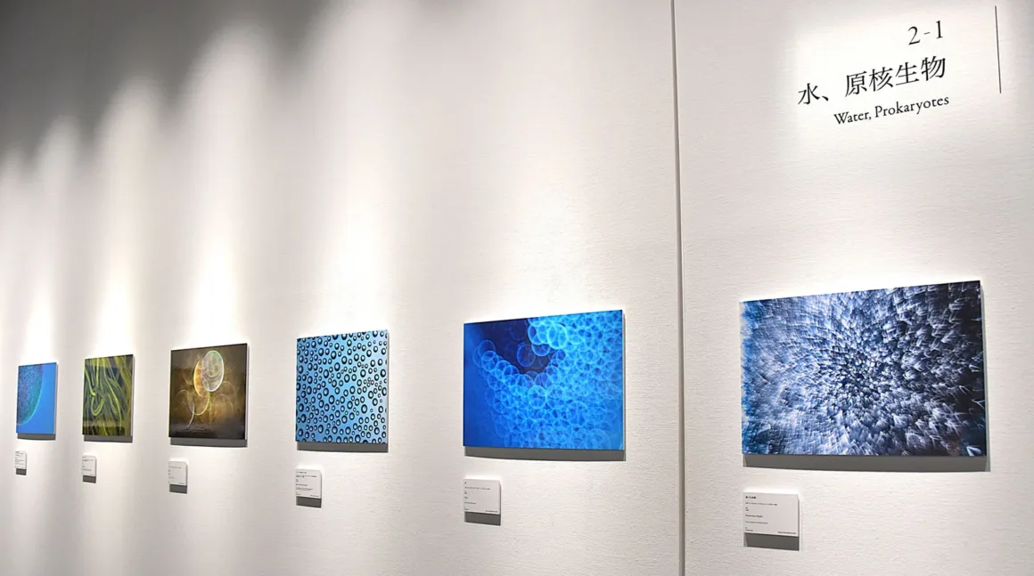 Nikon, 101 Yıllık Mikroskop Mirasını Fotomikrografinin Gizli Dünyasıyla Kutluyor 7 Bir galeri duvarında “2-1 水、原核生物 Su, Prokaryotlar” başlığı altında altı çerçeveli fotoğraf sergileniyor. Her görüntünün yanında küçük bir açıklama kartı yer alıyor.