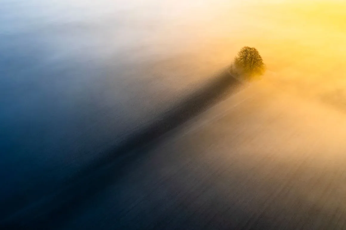 Minimalist Fotoğraf Ödülleri 2026: Kazananlar Sadeliğin Gücünü Gösteriyor 27 An aerial view shows a lone tree casting a long shadow across a field partially obscured by thick, golden-lit morning fog.