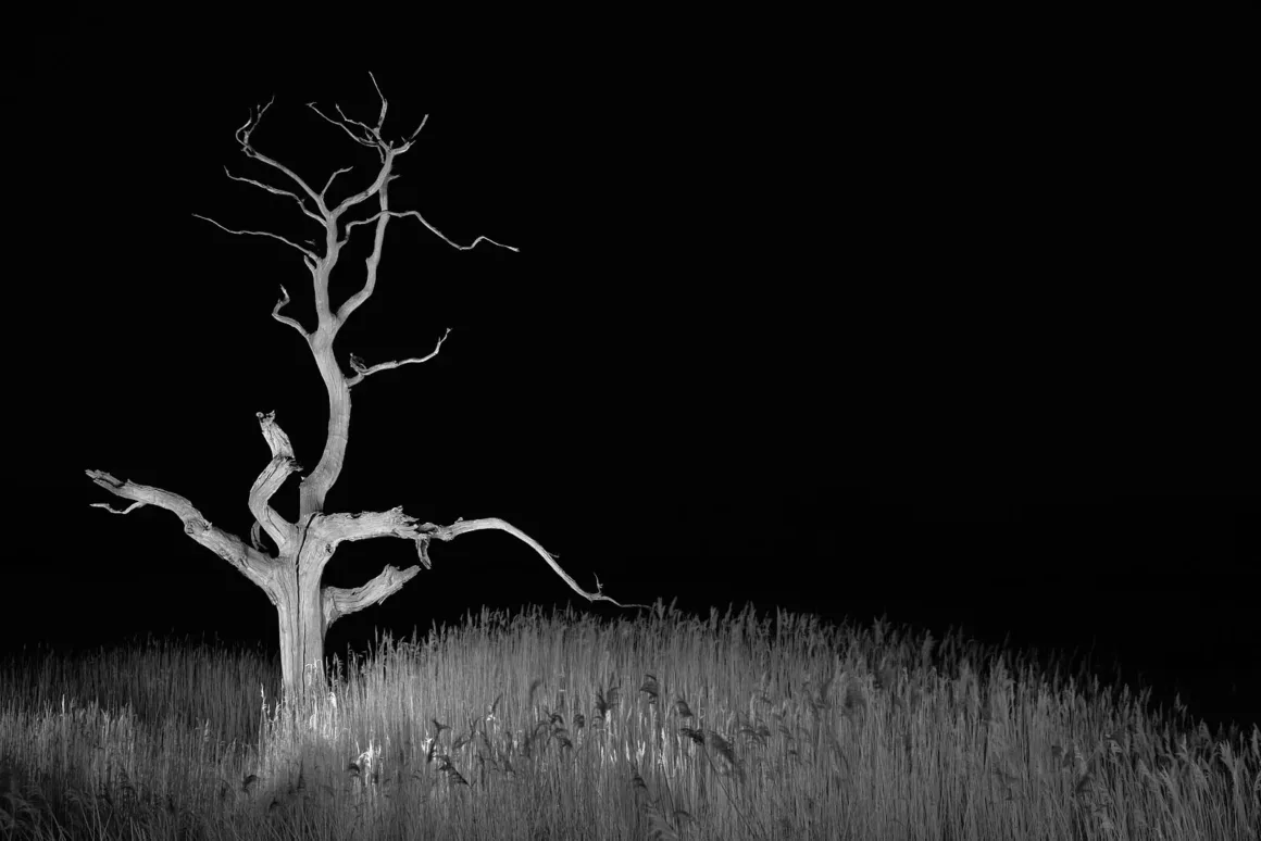 Minimalist Fotoğraf Ödülleri 2026: Kazananlar Sadeliğin Gücünü Gösteriyor 45 A stark, leafless tree stands in a field of tall grass against a solid black background, illuminated by a bright light source.