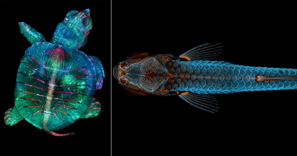 Nikon, 101 Yıllık Mikroskop Mirasını Fotomikrografinin Gizli Dünyasıyla Kutluyor 1 Bölünmüş ekran görünümünde, solda bir kaplumbağanın, sağda ise bir balığın yukarıdan çekilmiş floresan renkli X-ray görüntüsü yer alıyor.
