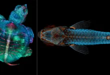 nikon small world exhibit 2026 featured