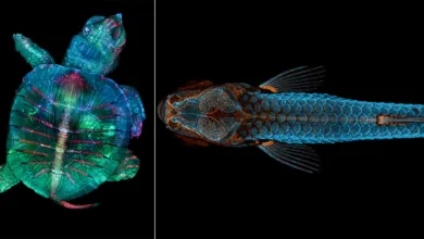 Nikon, 101 Yıllık Mikroskop Mirasını Fotomikrografinin Gizli Dünyasıyla Kutluyor 1 nikon small world exhibit 2026 featured