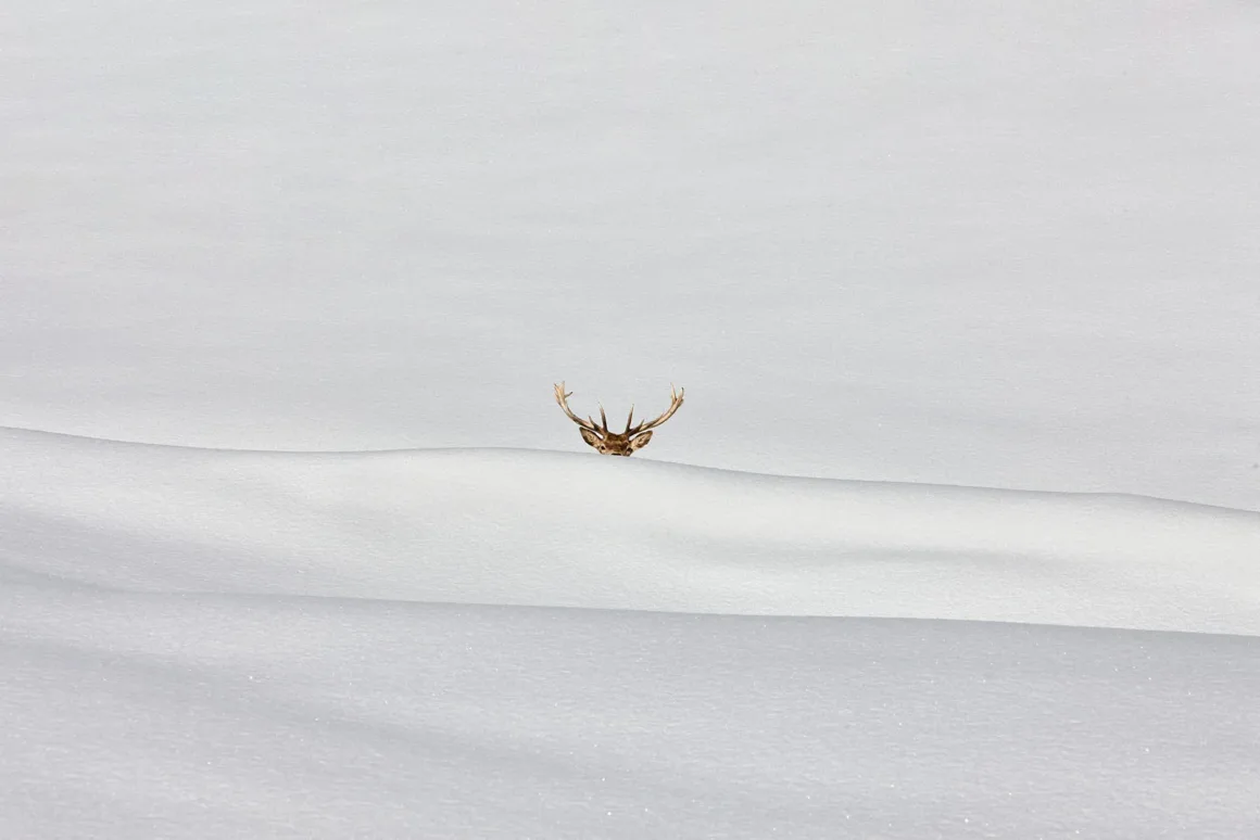Minimalist Fotoğraf Ödülleri 2026: Kazananlar Sadeliğin Gücünü Gösteriyor 46 A deer's head and antlers emerge from behind a snow-covered ridge in a vast, white landscape.