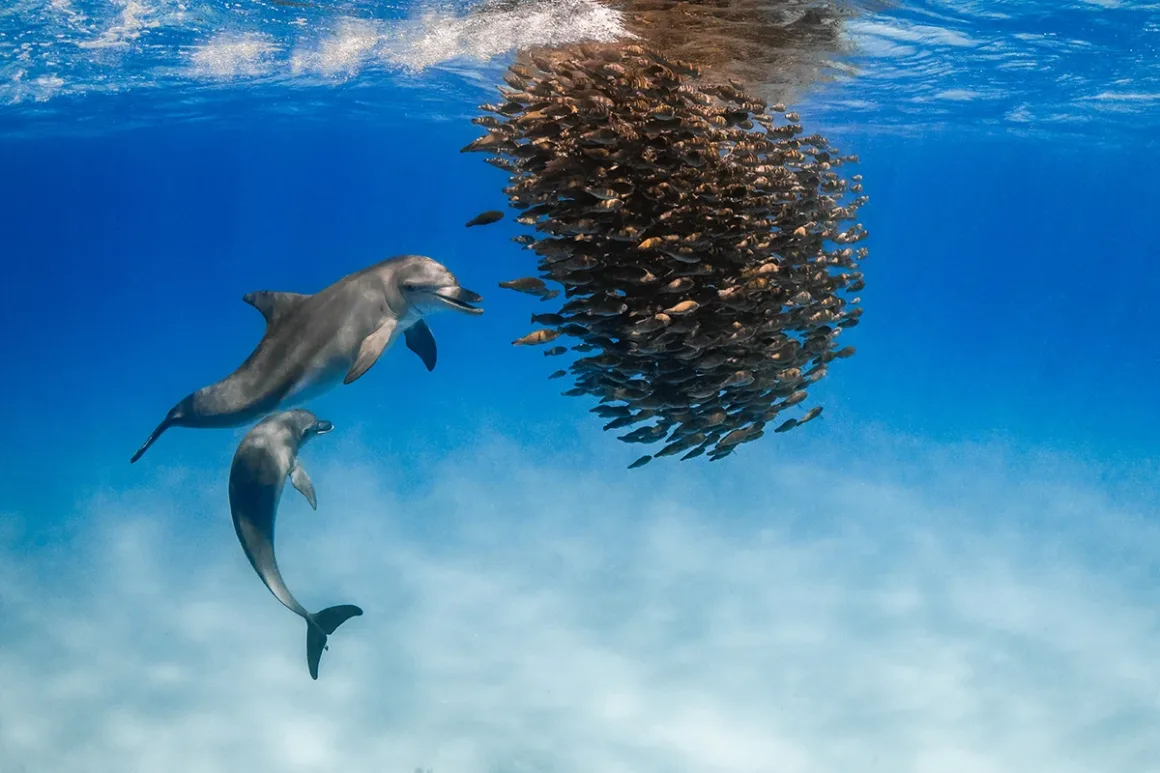 Underwater Awards Australasia 2026: Ödüllü 10 Fotoğraf
İki yunus, berrak mavi suda yoğun bir balık sürüsünün yanında yüzüyor.
