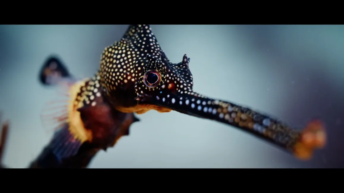 Dragon kısa filminden, uzun burunlu ve benekli bir otlu deniz ejderinin yakın planı.