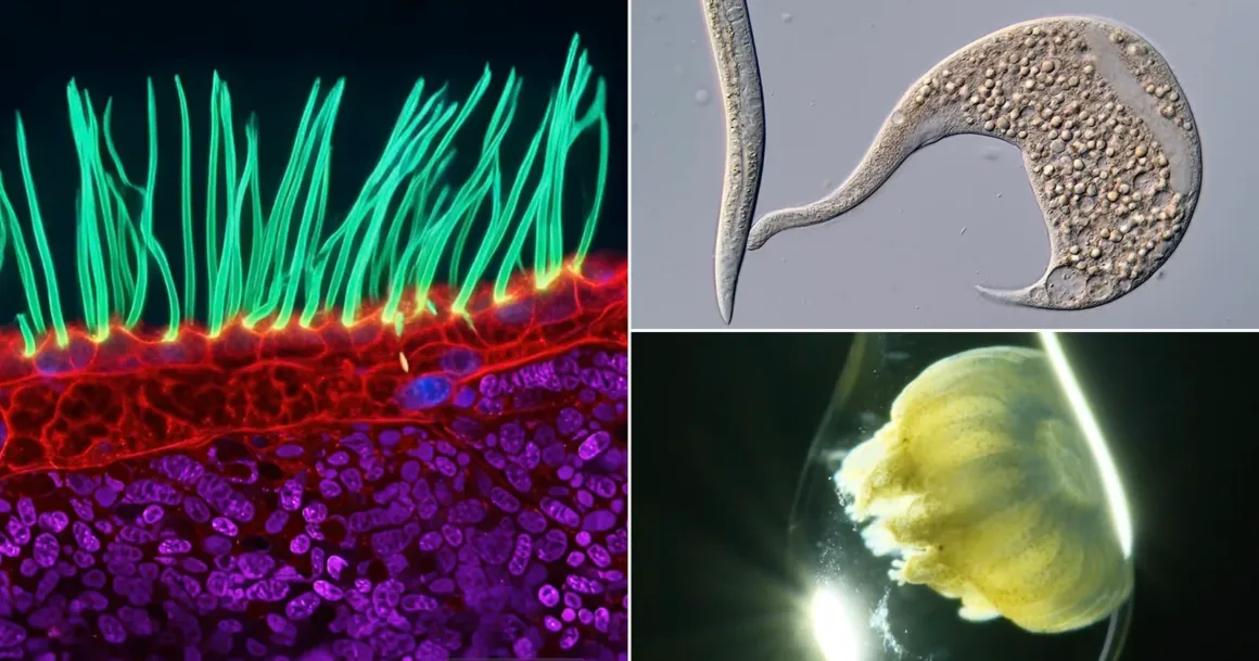 Nikon Small World in Motion 2026: Mikroskobik Doğanın 16 Ödüllü Videosu
Sillerin floresan mikroskop görüntüsü, tek hücreli organizma ve su damlasındaki küçük denizanasından oluşan kolaj.