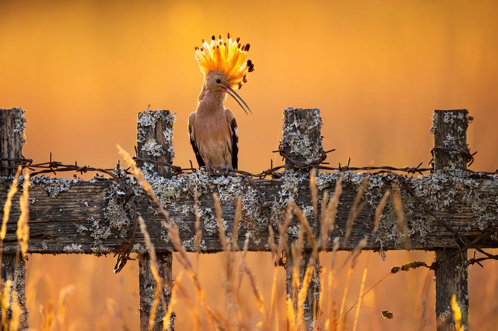 Sony World Photography Awards 2027’ye Katılmanız İçin 15 İlham Verici Fotoğraf 28 A hoopoe with its crest fully fanned stands on a weathered, lichen-covered wooden fence topped with barbed wire at sunset.