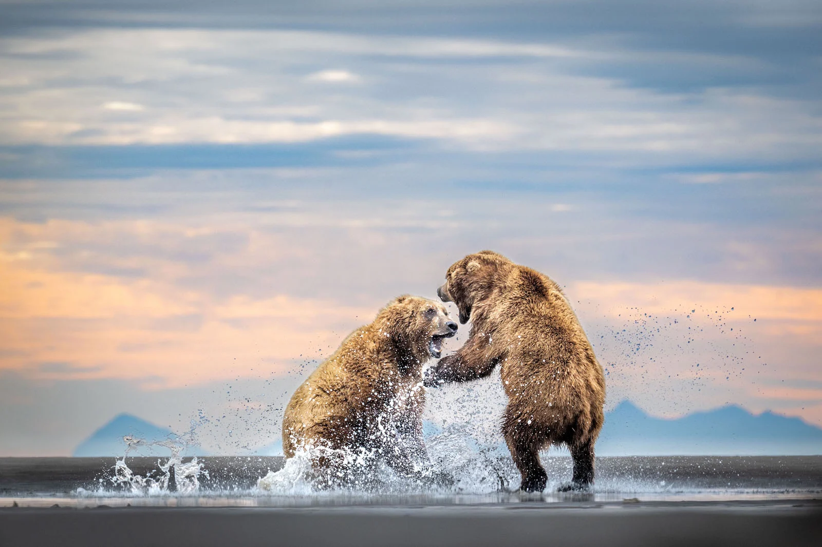 Sony World Photography Awards 2027’ye Katılmanız İçin 15 İlham Verici Fotoğraf 26 Two brown bears stand on their hind legs in shallow water, splashing and sparring against a backdrop of a soft, cloudy sky and distant mountains.