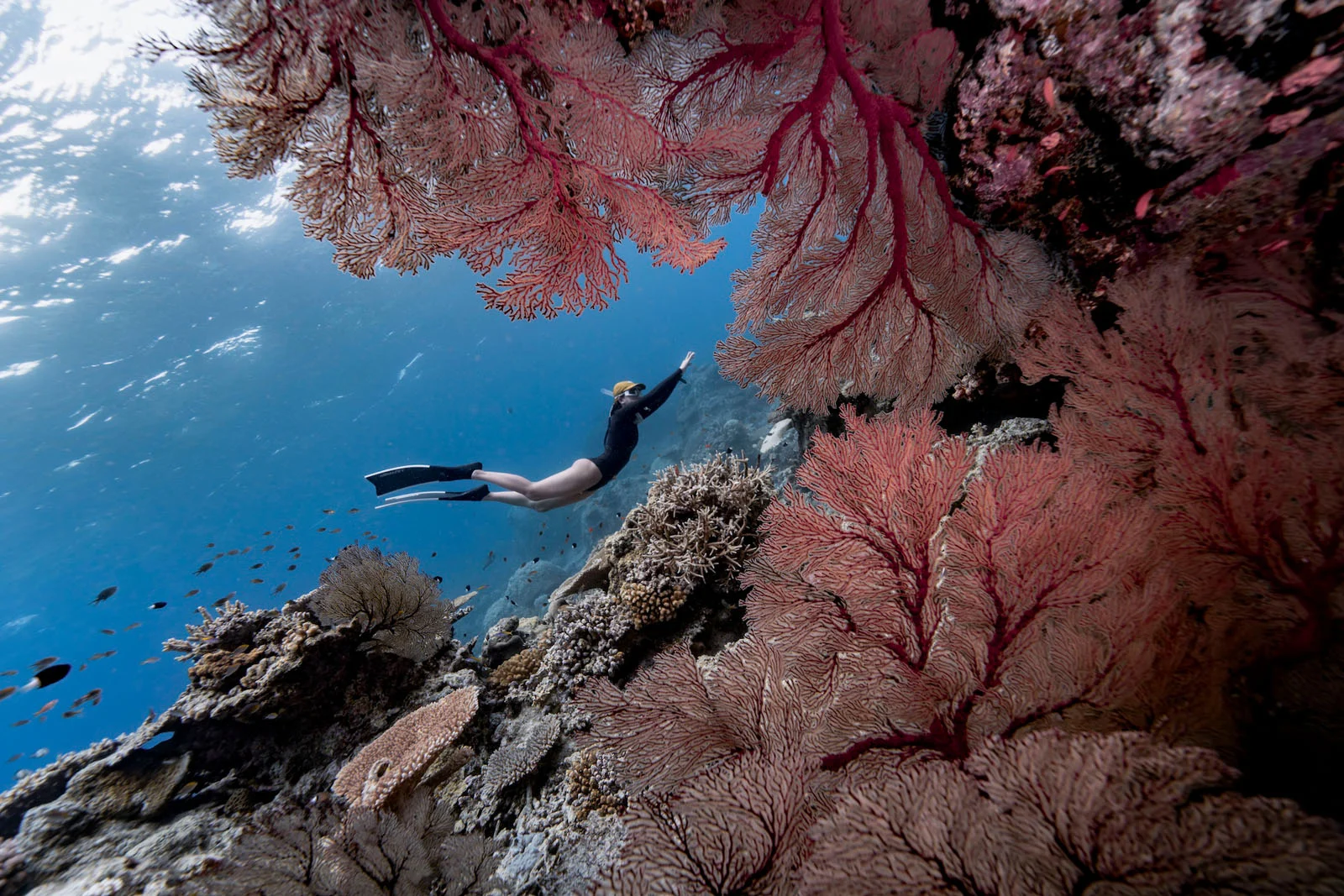 Sony World Photography Awards 2027’ye Katılmanız İçin 15 İlham Verici Fotoğraf 25 A freediver swims horizontally through clear blue water past large, vibrant red sea fans and a coral reef.