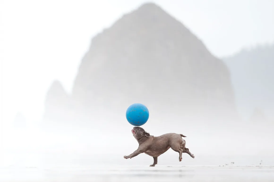 Dog Photography Awards 2026’nın Kazananları Açıklandı 32 Arka planda büyük ve sisli bir kaya bulunurken burnunda mavi bir top dengeleyerek sahilde koşan küçük açık kahverengi köpek.