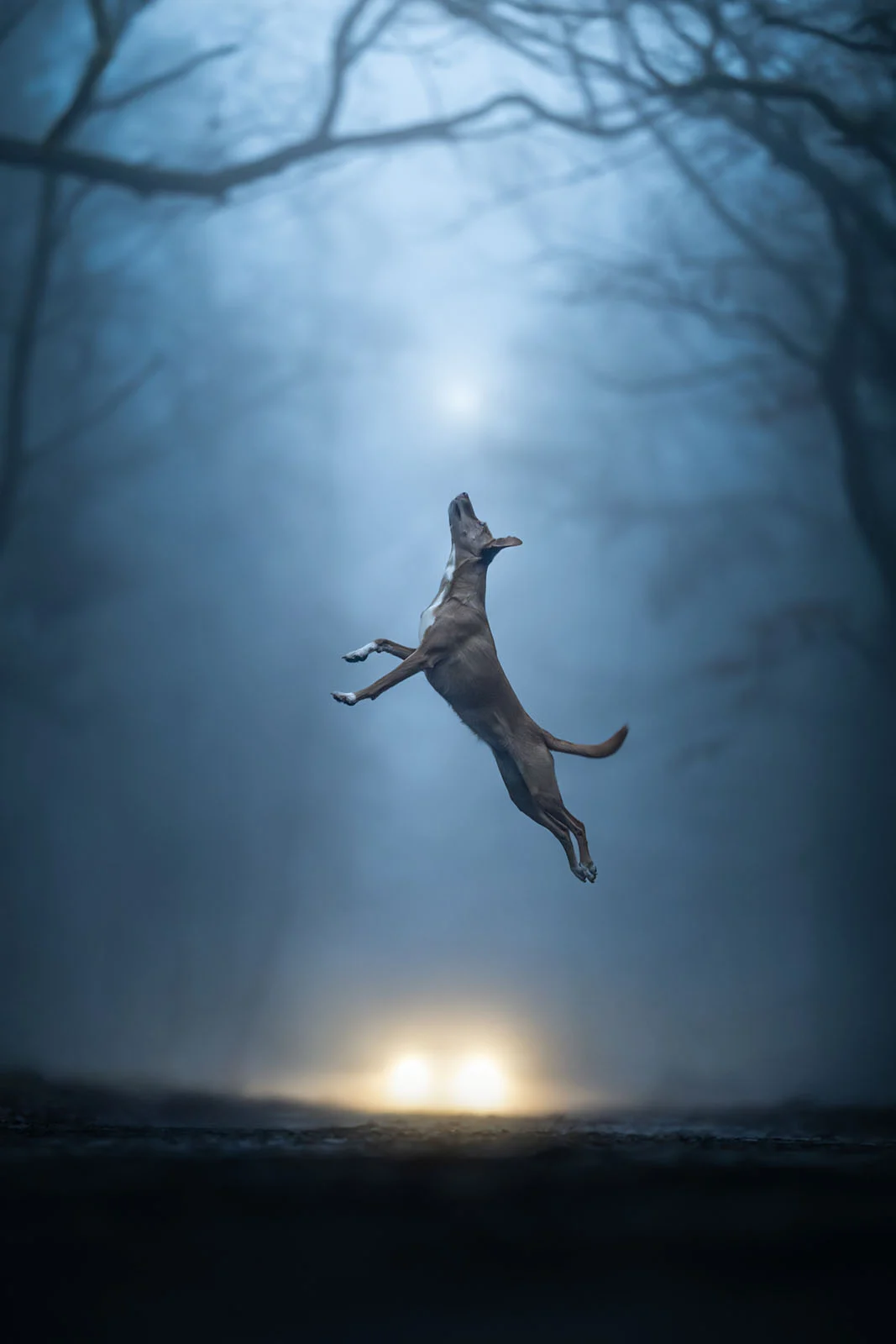 Dog Photography Awards 2026’nın Kazananları Açıklandı 33 Karanlık ve sisli bir ormanın önünde havaya sıçrayan kahverengi köpek; uzakta iki ışık parlıyor.