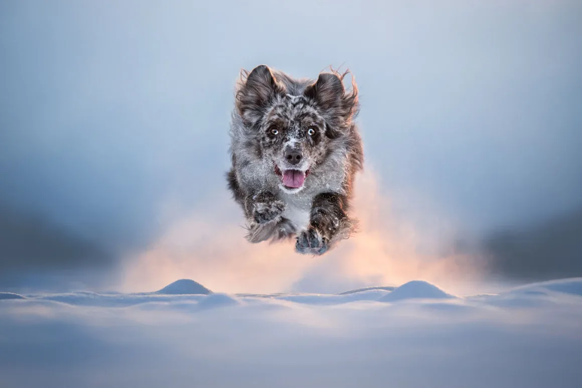 Dog Photography Awards 2026’nın Kazananları Açıklandı 31 Ağzı açık ve kulakları dik bir merle Australian Shepherd derin karın içinde sıçrıyor.