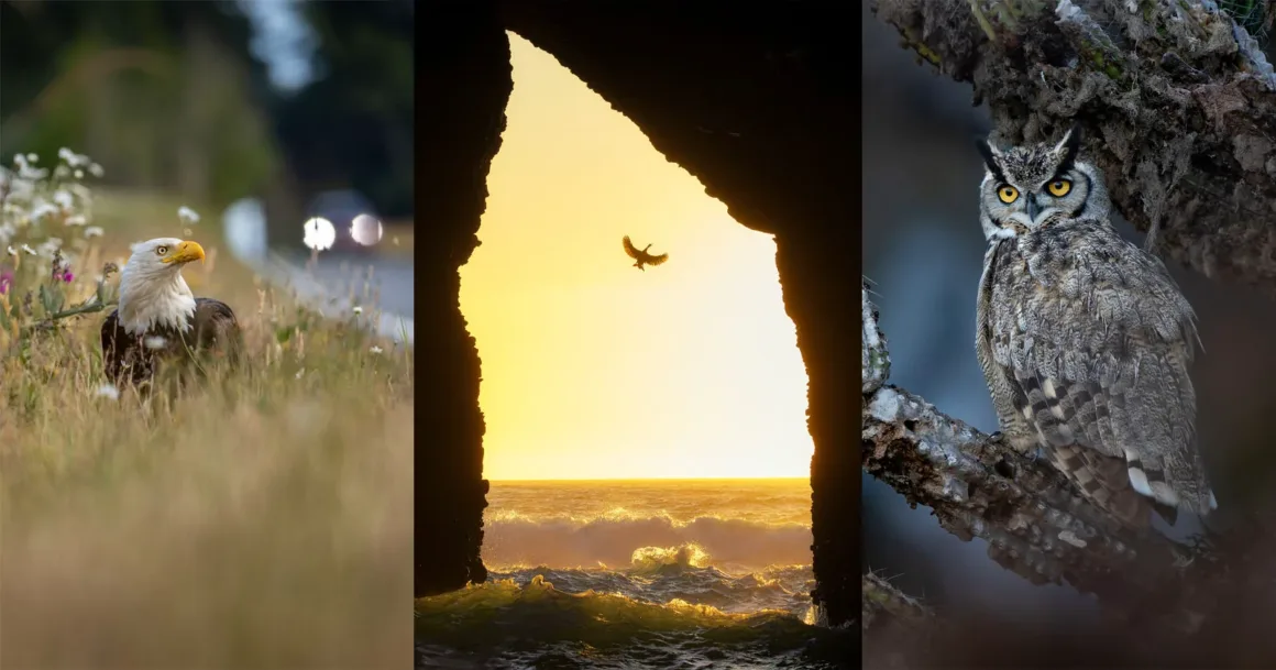 2026 Audubon Fotoğraf Ödülleri seçkisinde çimenlikte bir kel kartal, gün batımında deniz mağarasında uçan bir kuş ve dalda bir baykuş yer alıyor.
