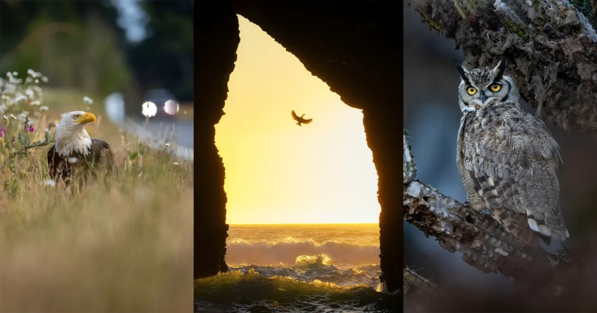 A triptych showing a bald eagle in a grassy field, a bird flying through a sea cave at sunset, and a great horned owl perched on a branch.