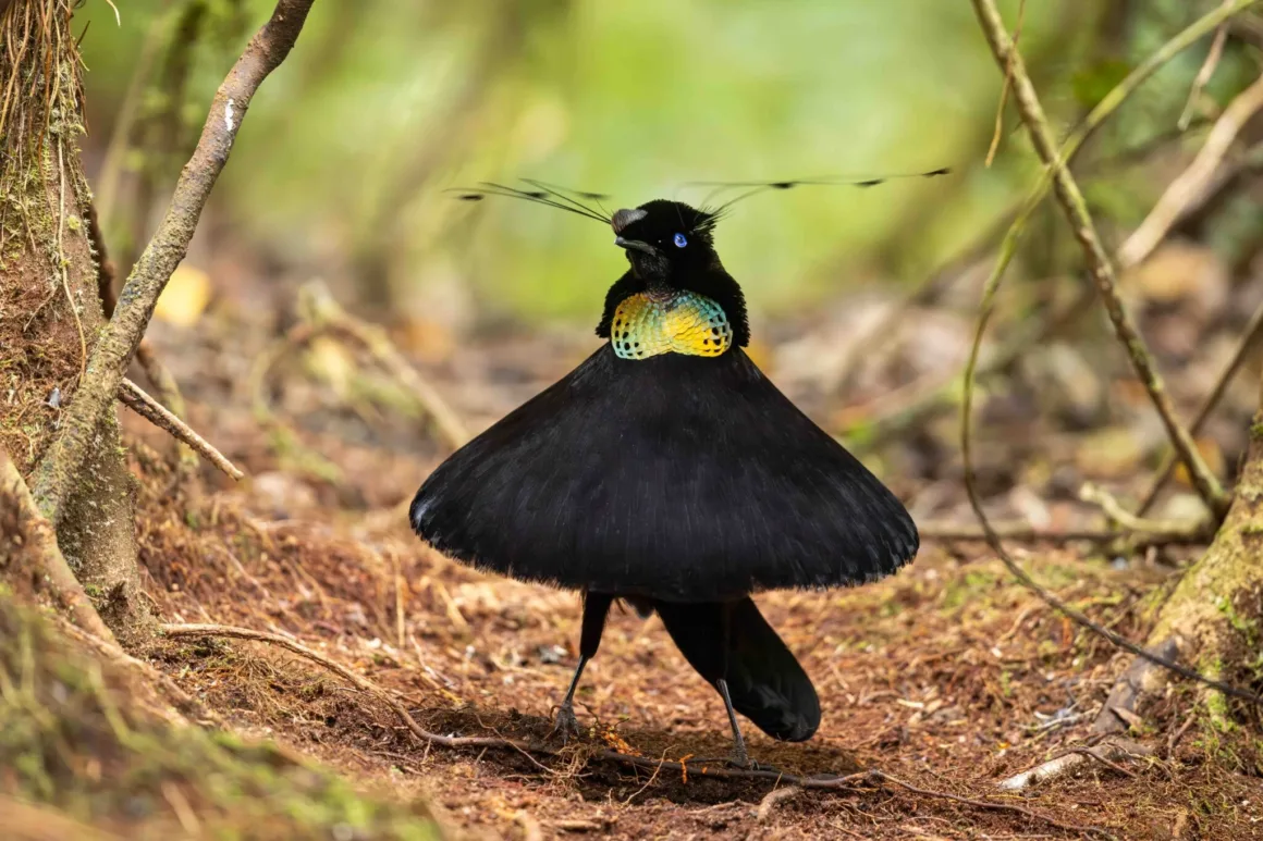 Bird Photographer of the Year 2026’dan Ödüllü Kuş Fotoğrafları 34 Erkek bir Batı parotyası, ormanlık alanda siyah, yelpaze biçimindeki tüylerini ve yanardöner yeşil-sarı göğüs kalkanını sergiliyor.