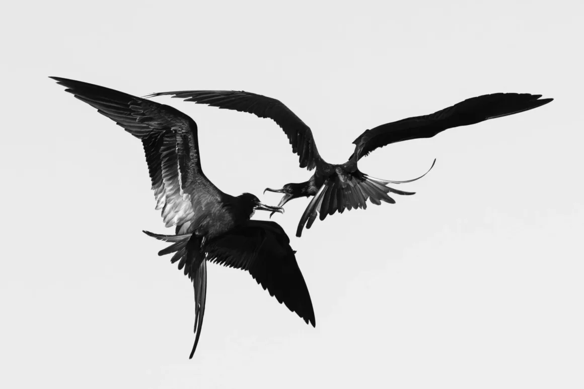 Bird Photographer of the Year 2026’dan Ödüllü Kuş Fotoğrafları 35 İki fregatkuşu, açık renkli ve sade bir arka plan önünde havada karşı karşıya geliyor.