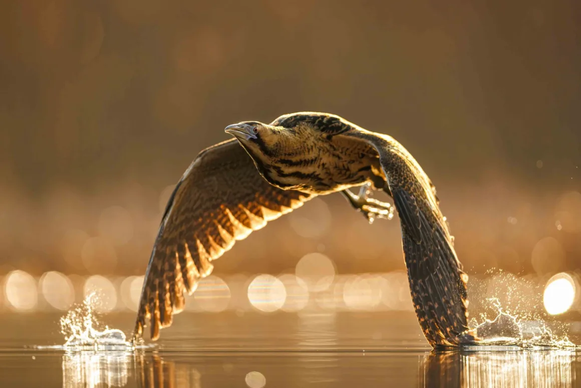 Bird Photographer of the Year 2026’dan Ödüllü Kuş Fotoğrafları 36 Bir balaban, güneş ışığıyla aydınlanan sakin suyun yüzeyinden havalanırken kanatları ve ayaklarıyla küçük sıçramalar oluşturuyor.