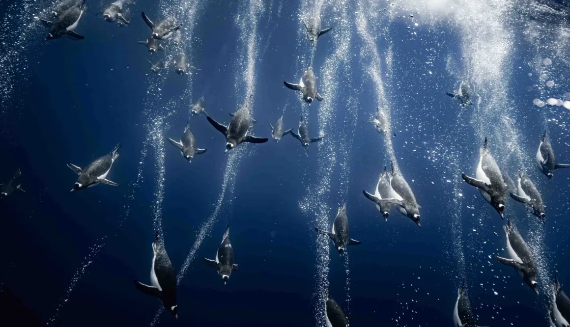 Bird Photographer of the Year 2026’dan Ödüllü Kuş Fotoğrafları 37 Büyük bir Gento pengueni grubu, yükselen çok sayıda hava kabarcığının arasında derin mavi suda yukarı doğru yüzüyor.