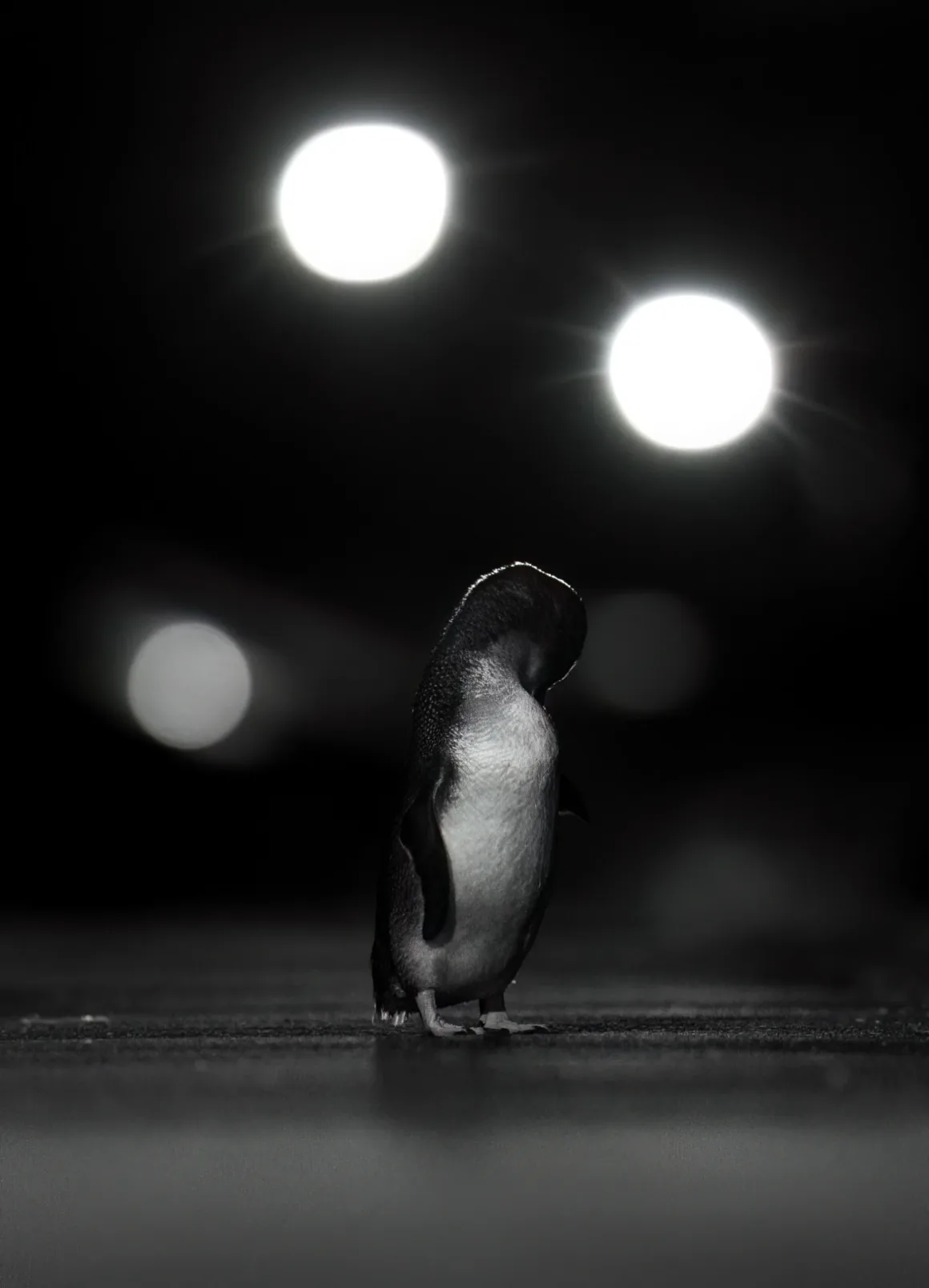 Bird Photographer of the Year 2026’dan Ödüllü Kuş Fotoğrafları 38 Küçük bir penguen, siyah bir arka plan önündeki karanlık zeminde tek başına duruyor; arka planda iki parlak ve odak dışı ışık görülüyor.