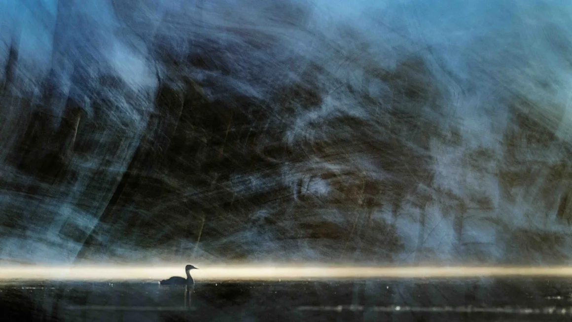 Bird Photographer of the Year 2026’dan Ödüllü Kuş Fotoğrafları 40 Genç bir bahri, bulanık koyu mavi ve gri hareket izlerinin oluşturduğu bir arka plan önünde, karanlık ve sakin suyun üzerinde tek başına yüzüyor.