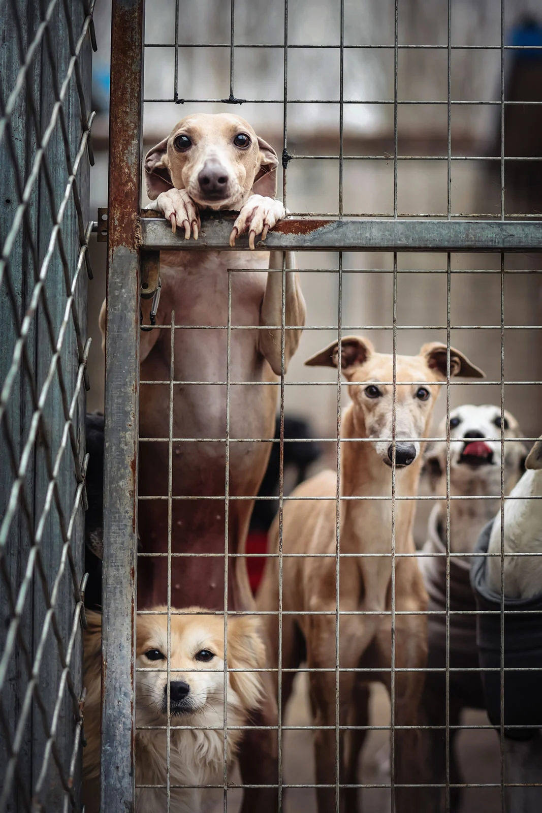 Dog Photography Awards 2026’nın Kazananları Açıklandı 26 Farklı ırklardan dört köpek metal tel örgünün arkasından bakıyor; içlerinden biri arka ayakları üzerinde durarak patilerini çerçeveye dayıyor.