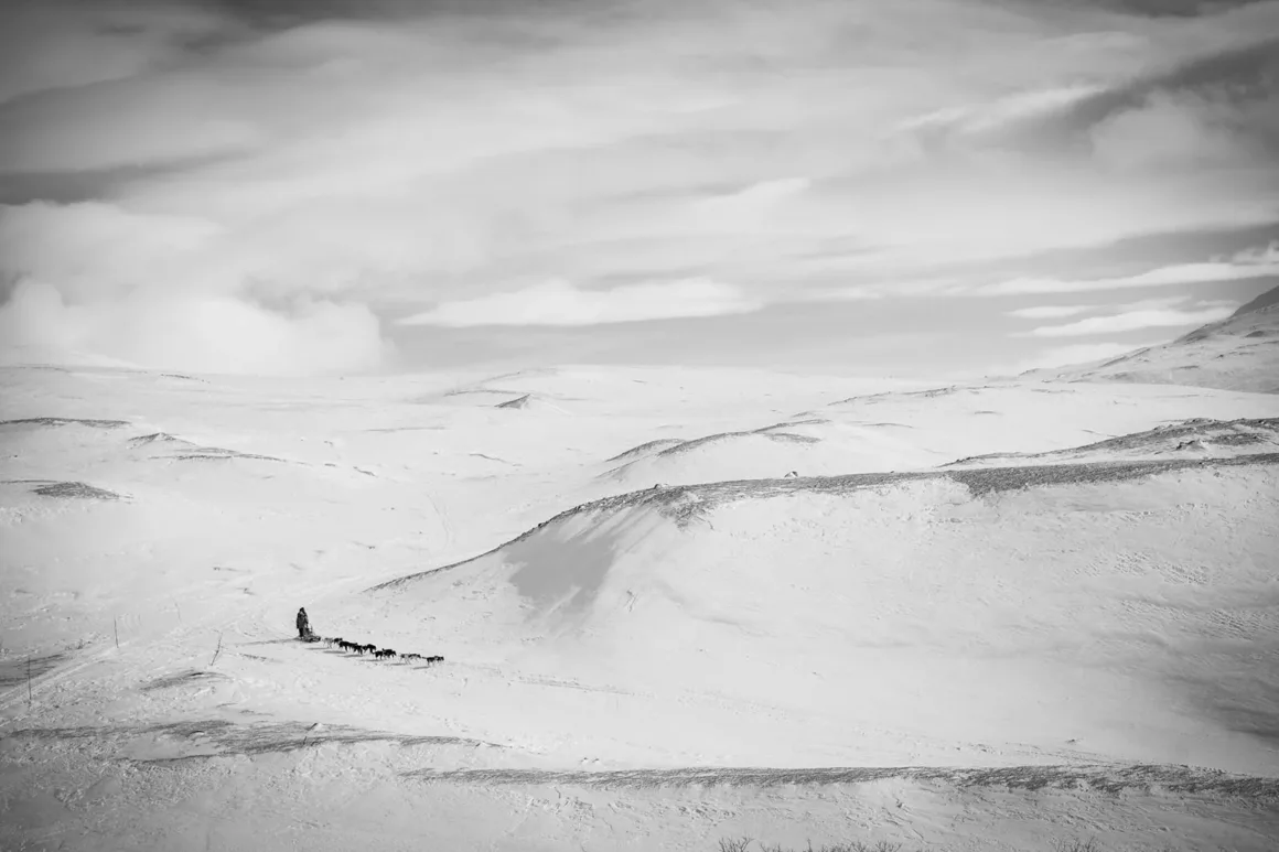 Dog Photography Awards 2026’nın Kazananları Açıklandı 28 Bulutlu gökyüzü altında geniş, karla kaplı bir arazide ilerleyen kızak köpeği takımı.