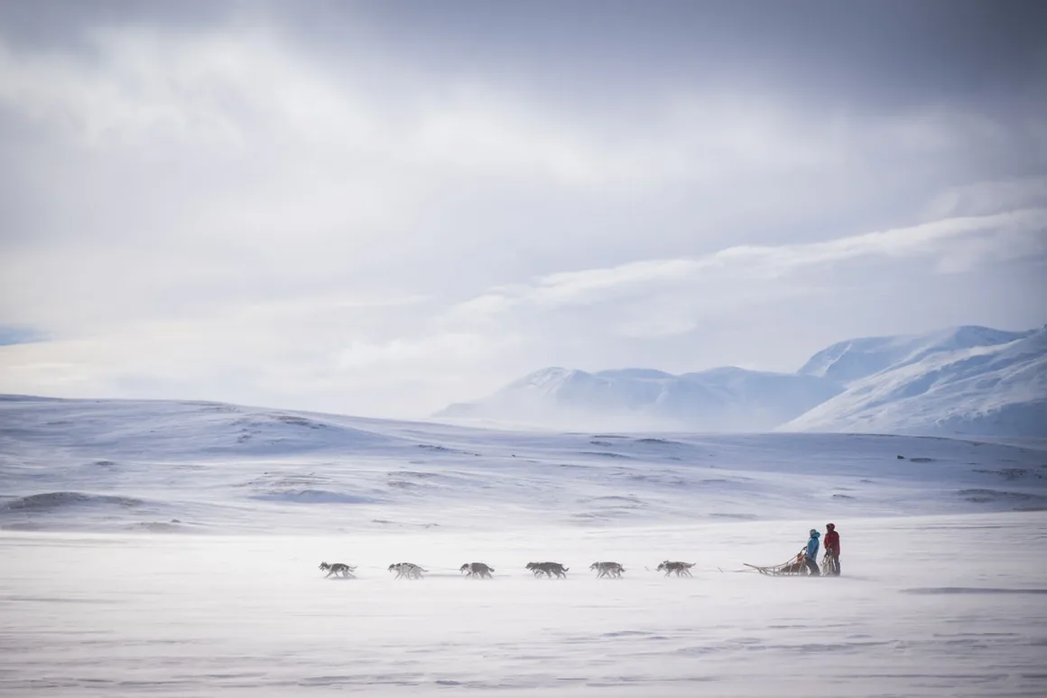 Dog Photography Awards 2026’nın Kazananları Açıklandı 27 İki kişiyle birlikte geniş karla kaplı arazide ilerleyen kızak köpeği takımı; arkada bulutlu gökyüzü ve uzak dağlar.
