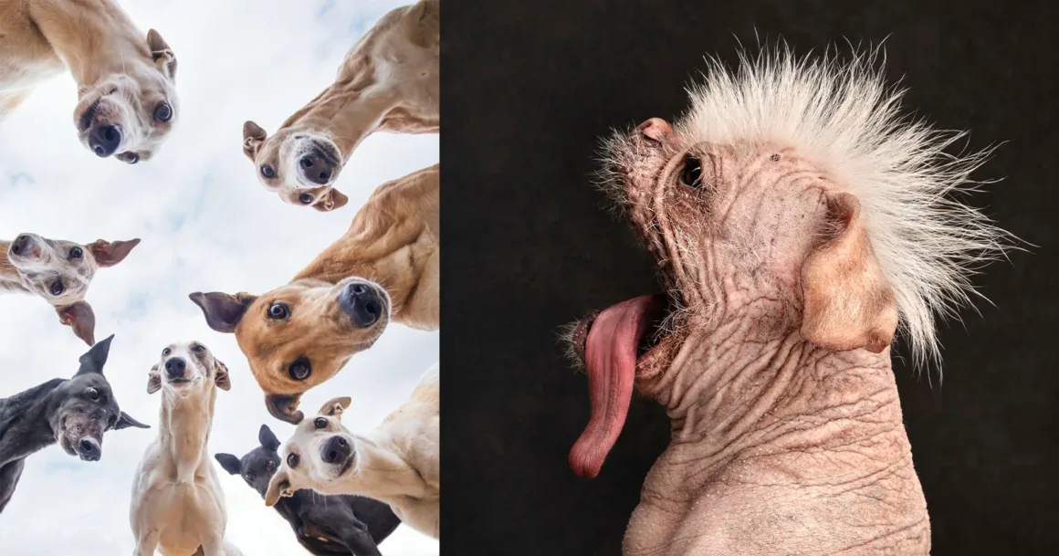 Dog Photography Awards 2026’nın Kazananları Açıklandı 18 Dog Photography Awards 2026’nın Kazananları Açıklandı
Solda yukarıdan bakan bir grup greyhound, sağda ise mohawk görünümlü tüysüz bir köpek.