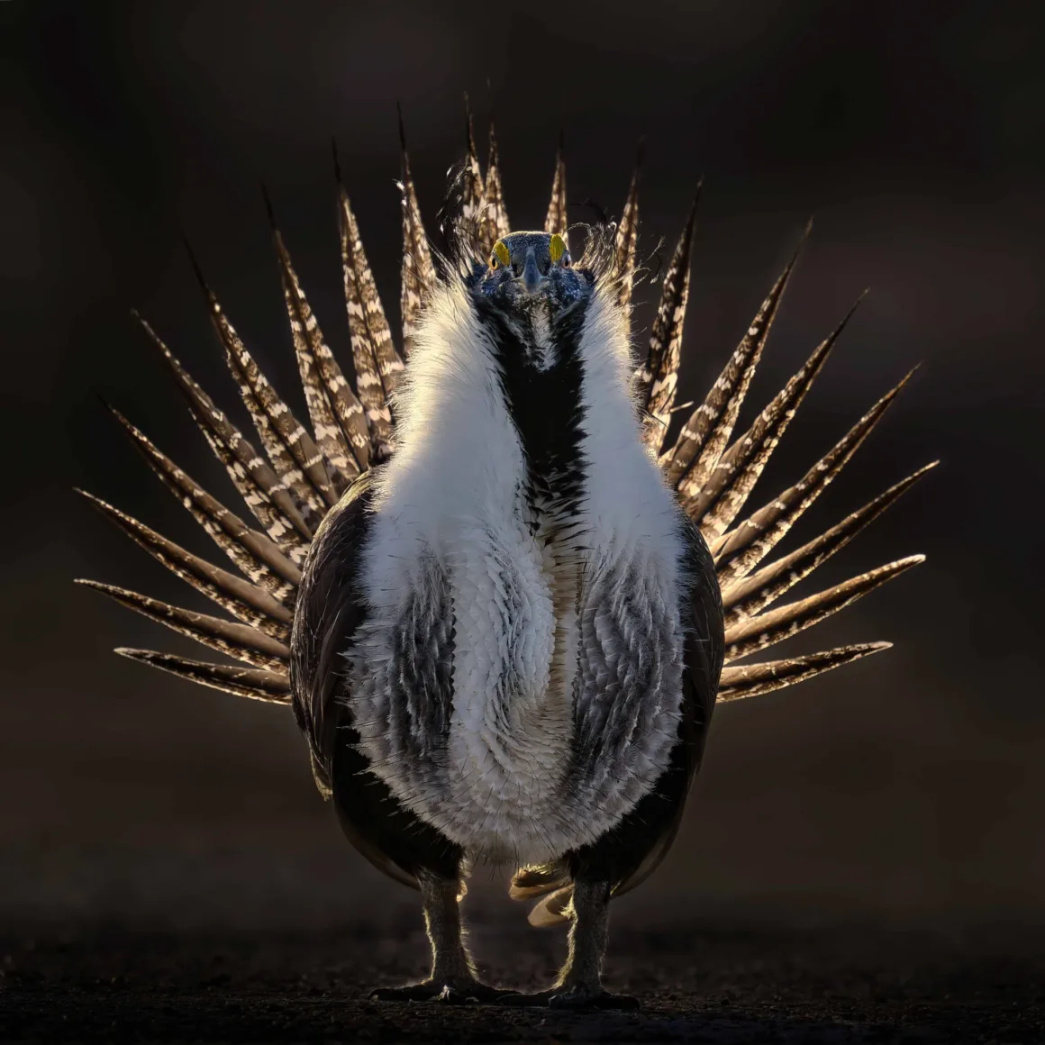 Bird Photographer of the Year 2026’dan Ödüllü Kuş Fotoğrafları 23 Bir erkek büyük adaçayı orman tavuğu, koyu bir arka plan önünde kuyruk tüylerini yelpaze gibi açmış halde öne doğru bakıyor.