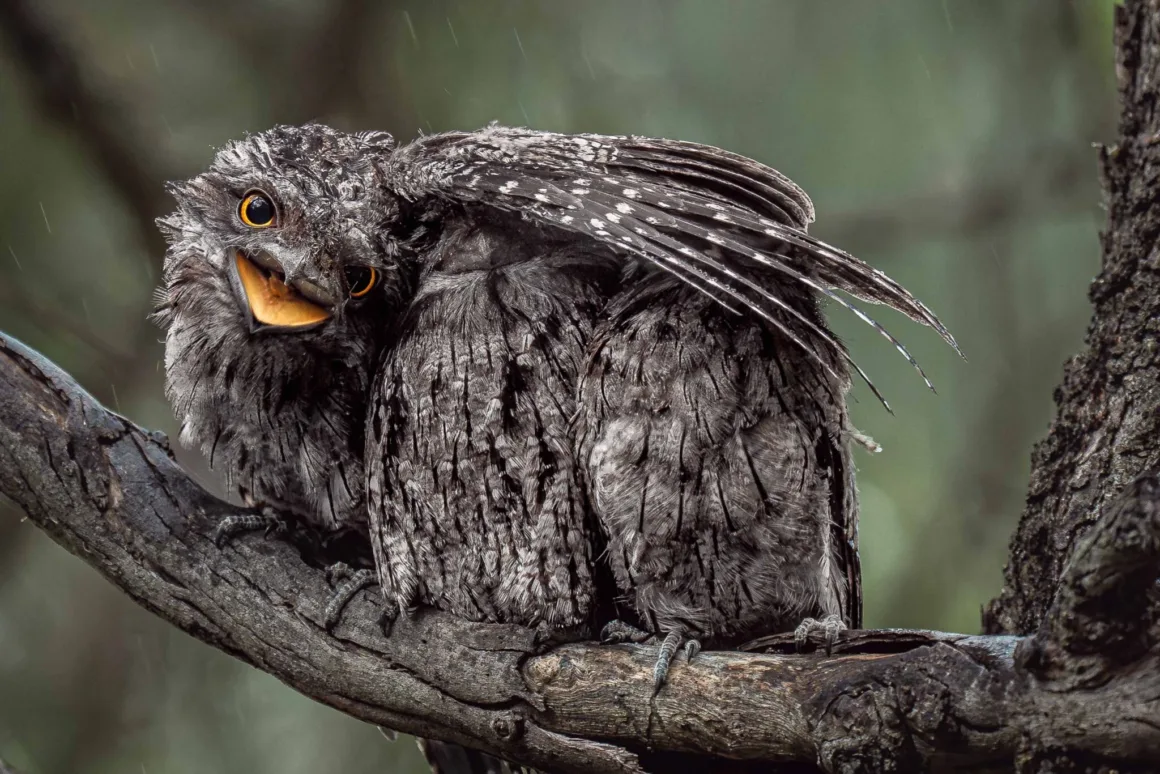 Bird Photographer of the Year 2026’dan Ödüllü Kuş Fotoğrafları 21 Ağzı açık ve kanatları kısmen yayılmış bir kurbağa ağızlı kuş, hafif yağmur altında bir ağacın dalına tünemiş.