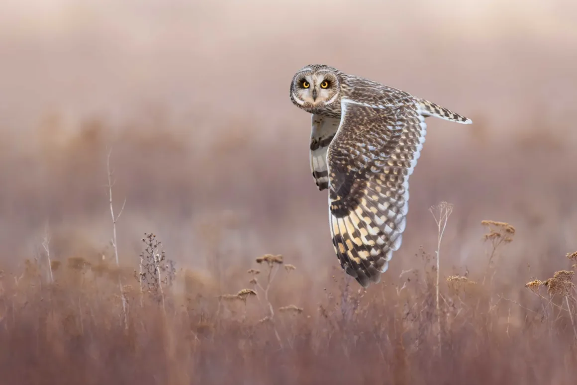 Bird Photographer of the Year 2026’dan Ödüllü Kuş Fotoğrafları 20 Parlak sarı gözlü bir kır baykuşu, kuru kahverengi otlarla kaplı bir alanın üzerinde alçaktan uçuyor.