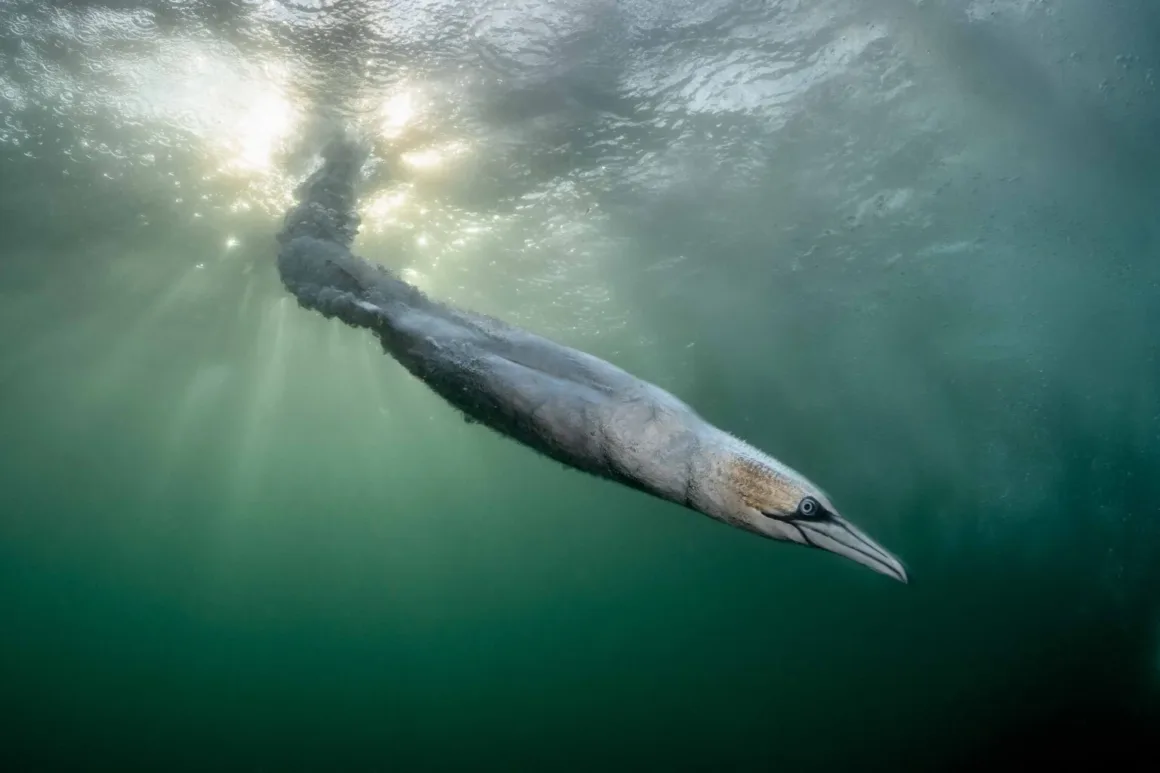 Bird Photographer of the Year 2026’dan Ödüllü Kuş Fotoğrafları 18 Bird Photographer of the Year 2026’dan Ödüllü Kuş Fotoğrafları
Bir kuzey sümsük kuşu suyun altına dalarken, aerodinamik gövdesi hava kabarcıklarının oluşturduğu bir iz ile çevreleniyor; yukarıdaki yüzeyden güneş ışığı süzülüyor.