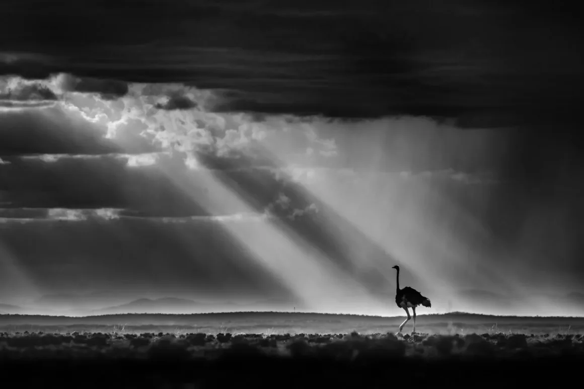 Bird Photographer of the Year 2026’dan Ödüllü Kuş Fotoğrafları 19 Tek başına bir devekuşu, ışık huzmelerinin arasından geçtiği dramatik ve bulutlu bir gökyüzünün altında, karanlık ve düz bir arazide yürüyor.