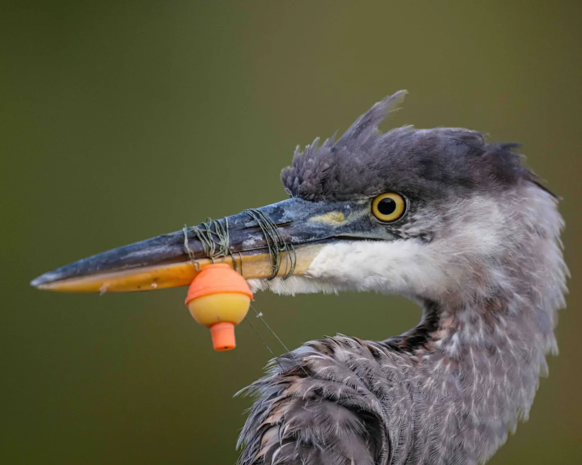 Bird Photographer of the Year 2026’dan Ödüllü Kuş Fotoğrafları 22 Bir büyük mavi balıkçılın gagasına misina ile turuncu ve sarı renkli bir şamandıra dolanmış.