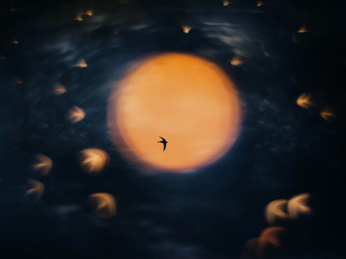 Bird Photographer of the Year 2026’dan Ödüllü Kuş Fotoğrafları 24 Küçük bir kuşun silueti, koyu renkli ve bokeh etkisiyle bulanıklaşmış ışıkların çevrelediği büyük, odak dışı turuncu bir ayın önünden uçuyor.