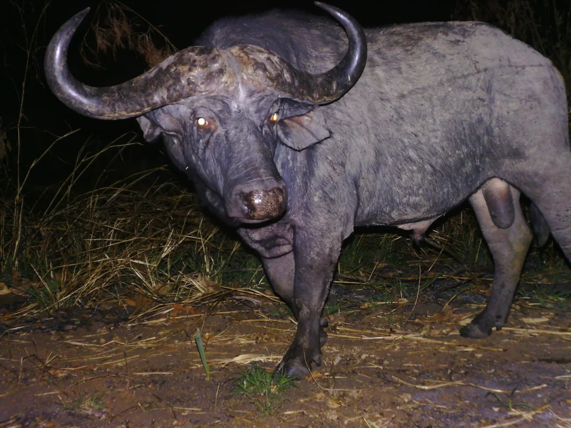 Kamera Tuzakları Doğu Afrika’daki Nadir Hayvanları Bir Yıl Boyunca Kaydetti 30 Büyük bir Afrika mandası karanlıkta flaşla aydınlatılıyor; gözleri ışığı yansıtıyor ve kıvrık boynuzları belirgin biçimde görülüyor.