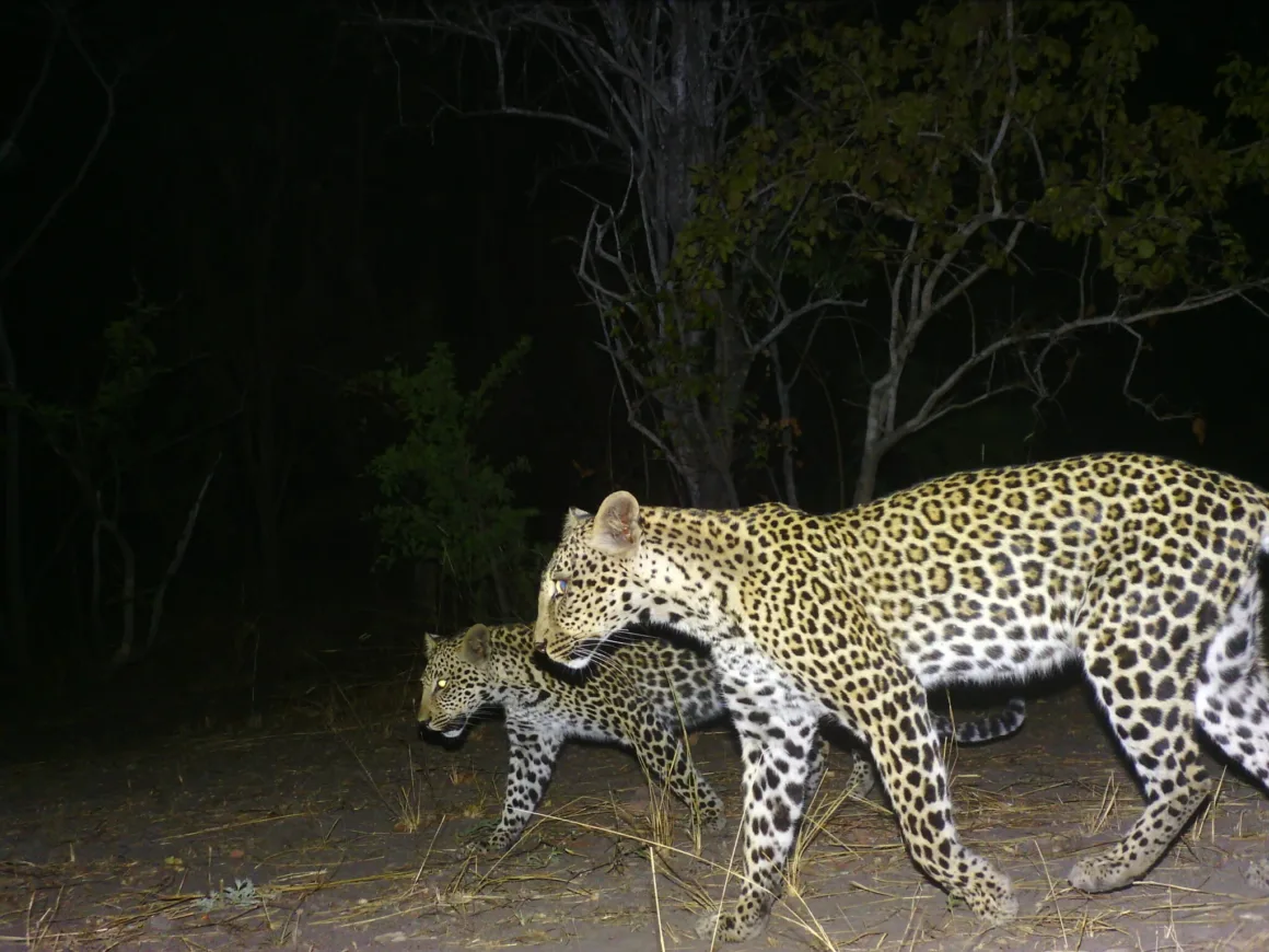 Kamera Tuzakları Doğu Afrika’daki Nadir Hayvanları Bir Yıl Boyunca Kaydetti 27 İki leopar, flaşla aydınlatılan karanlık ormanlık alanda geceleri yürüyor.