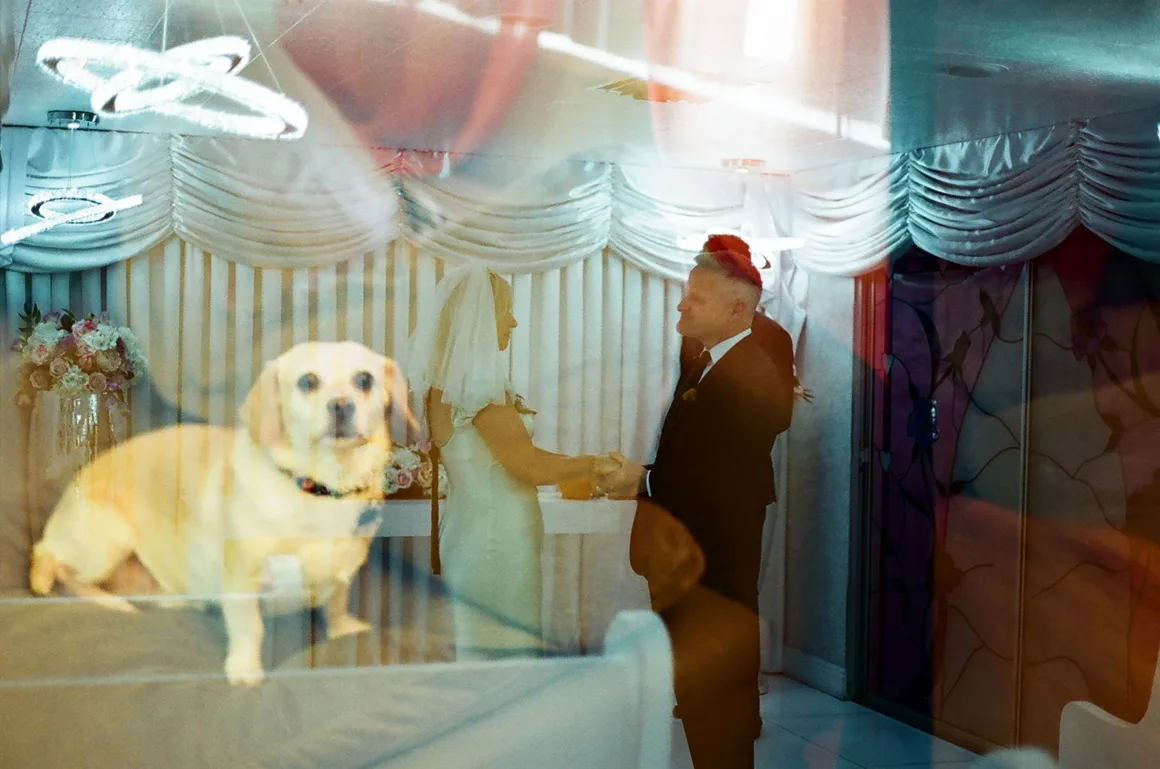 Düğün Fotoğrafları Yanlışlıkla Kedi ve Köpek Kareleriyle Çift Pozlandı 18 Ön planda açık renkli bir köpek, arka planda törende el ele tutuşan gelin ve damadın görüldüğü çift pozlama fotoğrafı.
