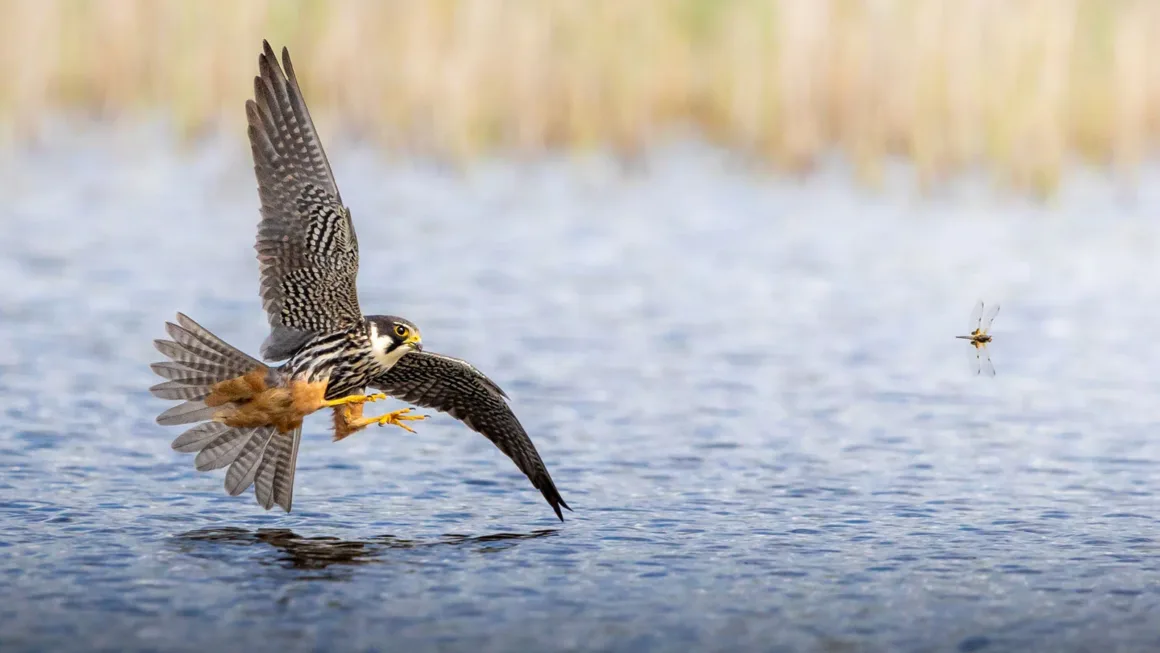 Norfolk Doğa Fotoğrafçılığı Yarışması’nın Kazananları Açıklandı
Kanatlarını iki yana açan bir delice doğan, suyun üzerinde alçaktan uçarken pençelerini küçük bir yusufçuğa doğru uzatıyor.
