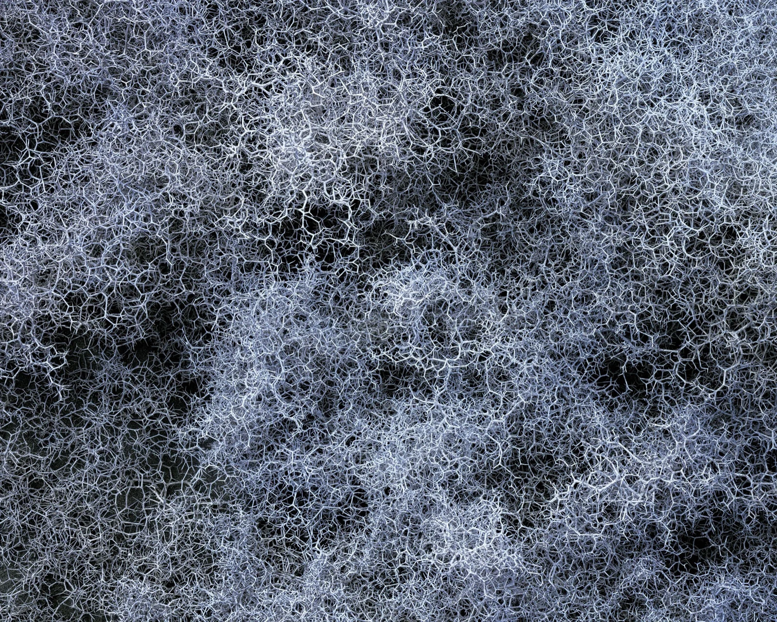Natural Landscape Photography Awards 2026’nın Kazananları Açıklandı 25 A dense, intricate network of pale, thorny, leafless branches creates a textured, web-like pattern against a dark background.