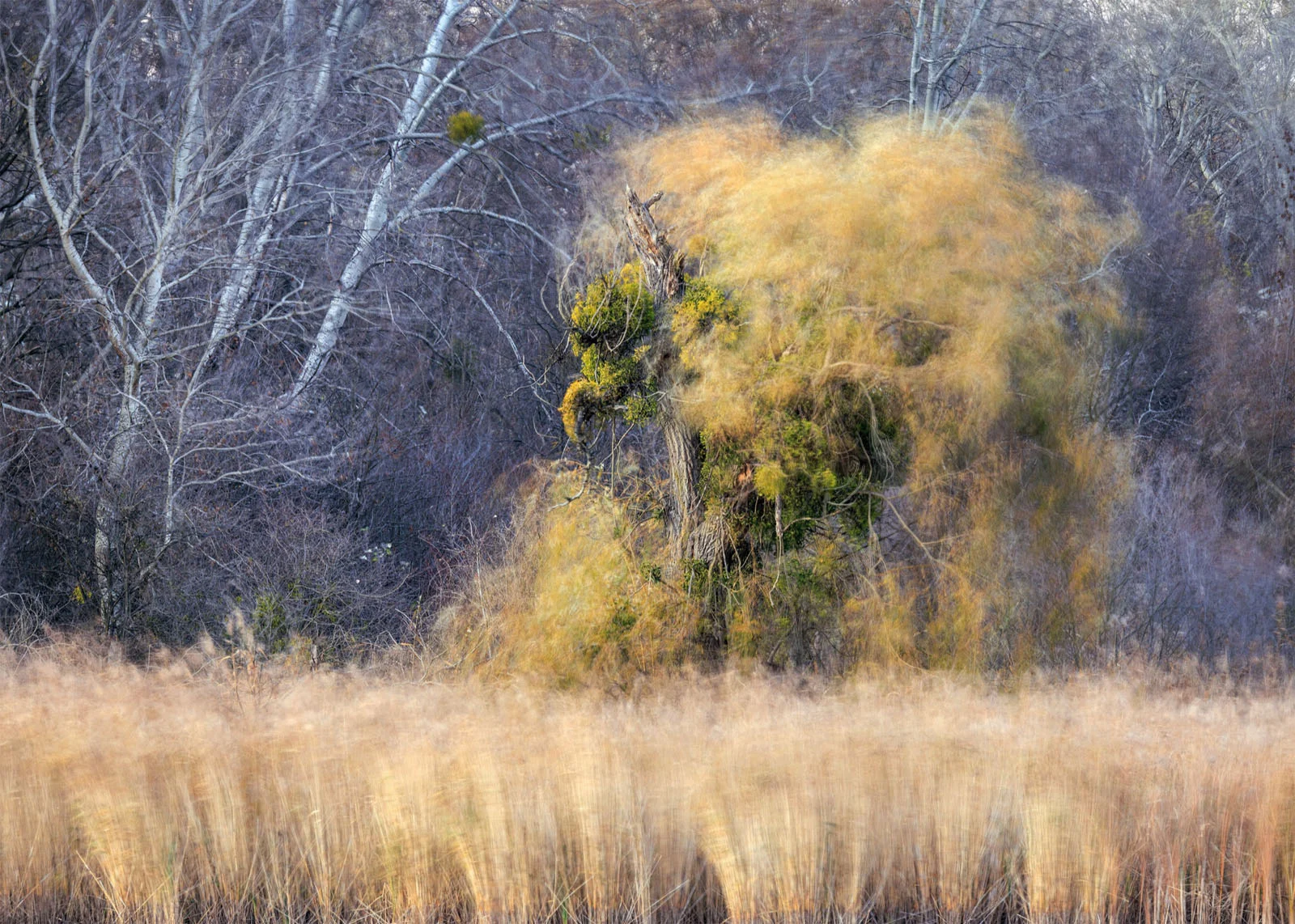 Natural Landscape Photography Awards 2026’nın Kazananları Açıklandı 20 A lone, weathered tree covered in green mistletoe stands in a field of tall, golden grass, with a blurred, wind-swept effect.