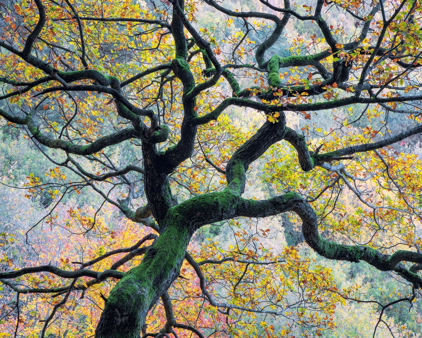 Natural Landscape Photography Awards 2026’nın Kazananları Açıklandı 23 A moss-covered tree with twisted branches and autumn-colored leaves stands against a backdrop of a forested hillside.
