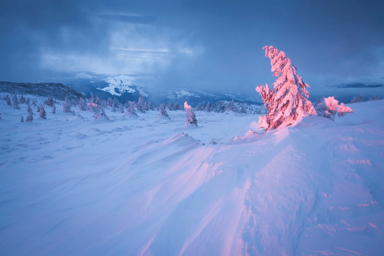 Natural Landscape Photography Awards 2026’nın Kazananları Açıklandı 34 A snow-covered mountain landscape at dusk features a prominent, frost-covered tree illuminated by pink light against a blue sky.