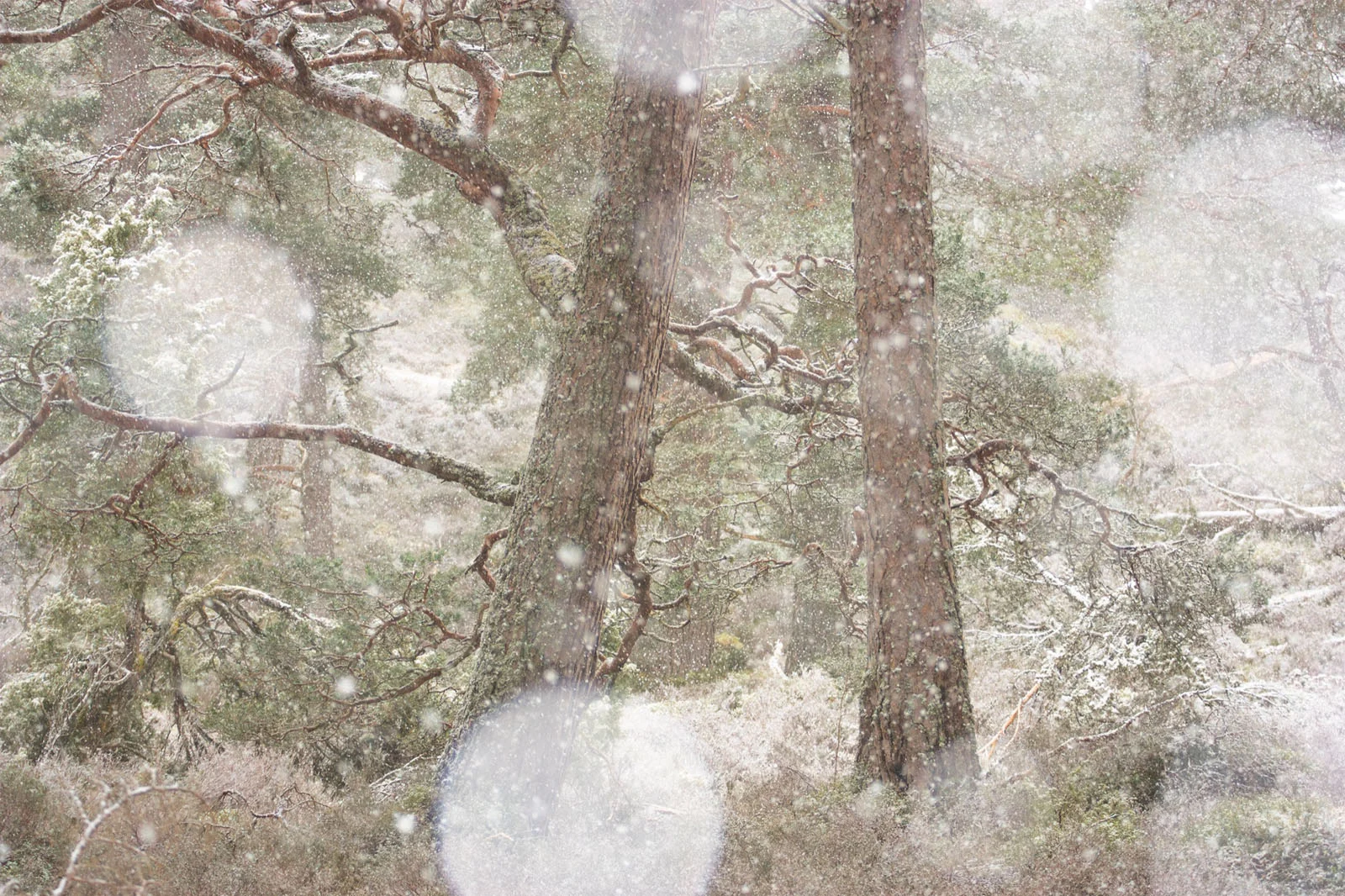 Natural Landscape Photography Awards 2026’nın Kazananları Açıklandı 33 Two large pine trees stand in a forest during a light snowfall, with soft out-of-focus bokeh circles scattered across the scene.