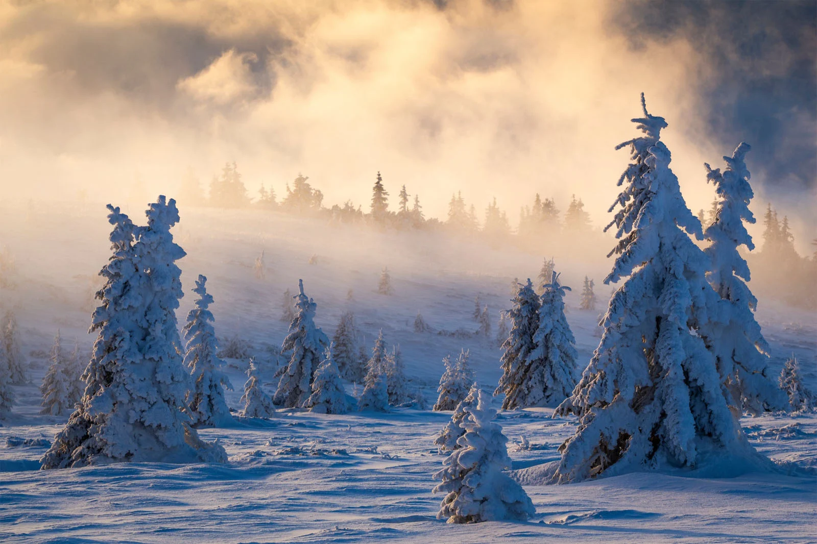 Natural Landscape Photography Awards 2026’nın Kazananları Açıklandı 32 Snow-covered evergreen trees stand in a misty, sunlit mountain landscape.