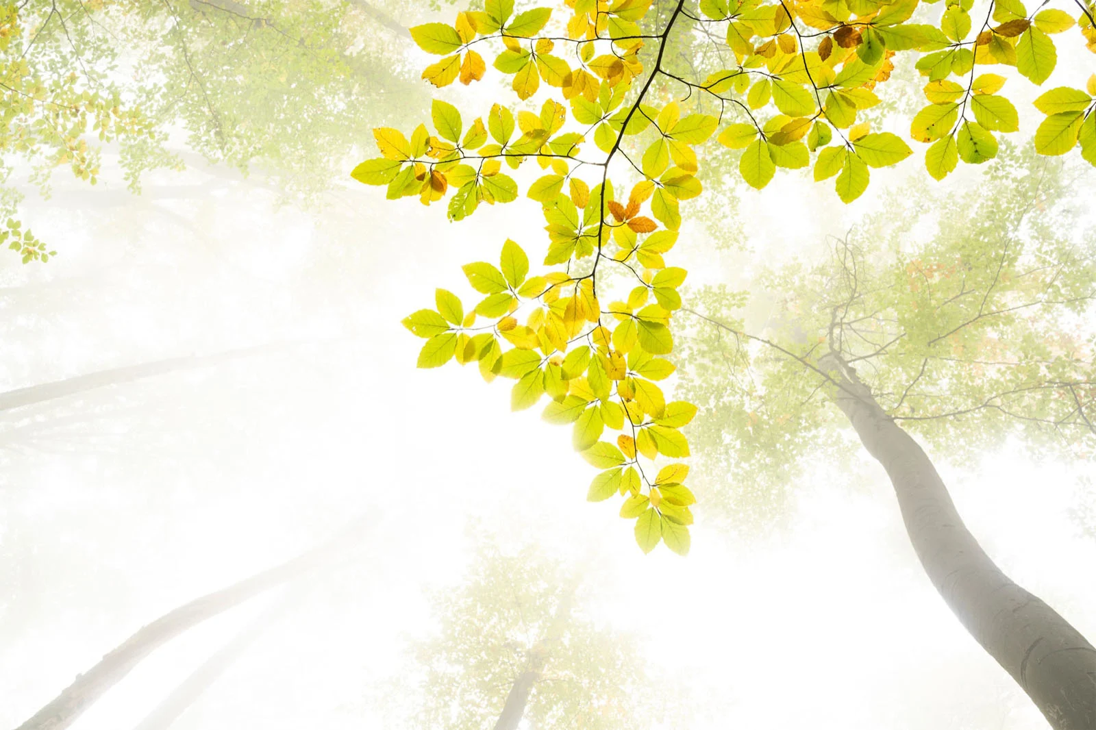 Natural Landscape Photography Awards 2026’nın Kazananları Açıklandı 30 A low-angle view looking up into a misty forest canopy with bright green and yellow autumn leaves on a tree branch.