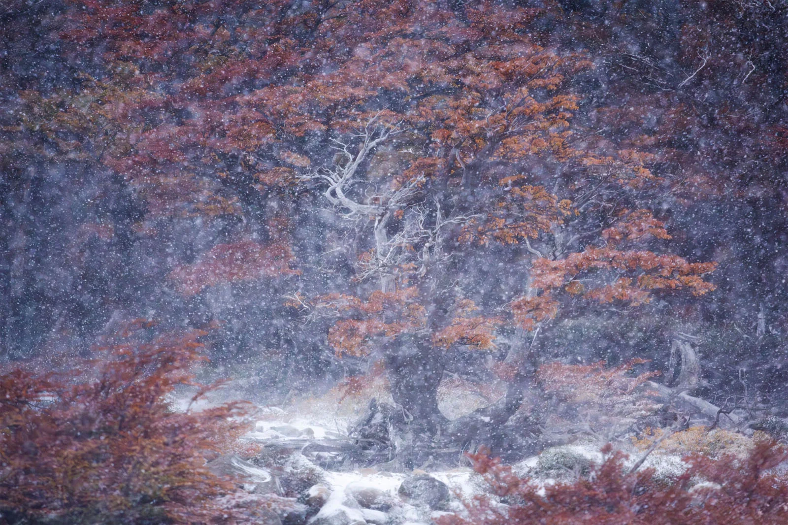 Natural Landscape Photography Awards 2026’nın Kazananları Açıklandı 31 A large, gnarled tree with orange autumn leaves stands in a forest during a heavy snowfall.