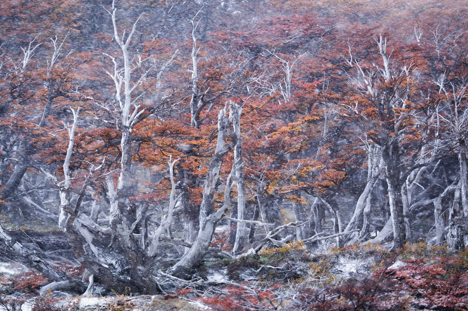 Natural Landscape Photography Awards 2026’nın Kazananları Açıklandı 29 A forest of bare, light-colored trees with orange autumn leaves stands amidst a light snowfall.